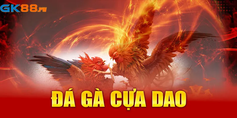 Đá gà cựa dao