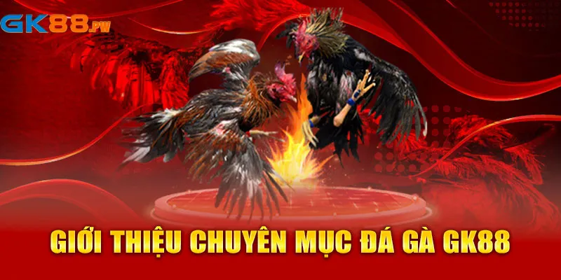 Giới thiệu chuyên mục đá gà GK88