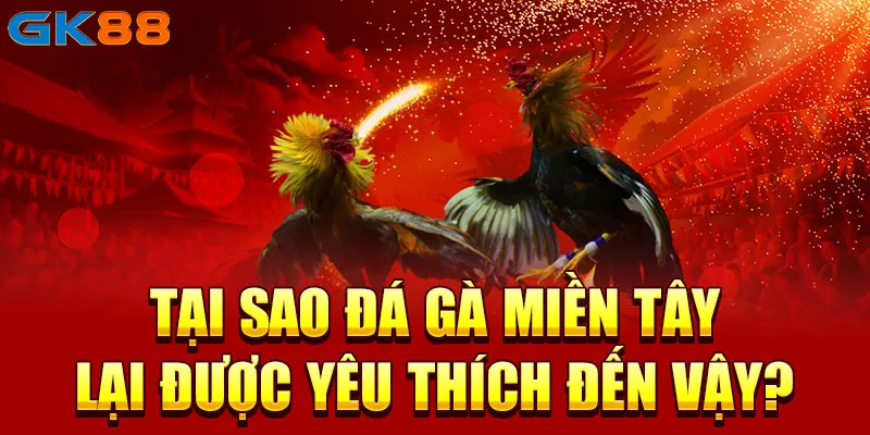 Tại sao đá gà miền Tây lại được yêu thích đến vậy